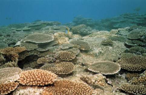 瀬底ビーチ沖の珊瑚礁